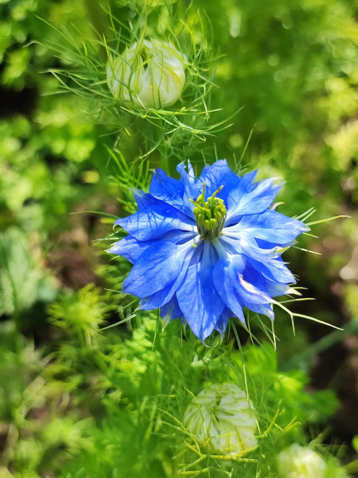 Annettes Traumgarten